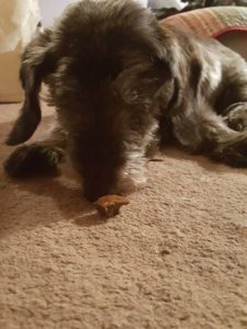 Little Man Blind Dachshund Schnauzer Halo