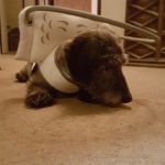 Little Man Blind Dachshund Schnauzer Halo