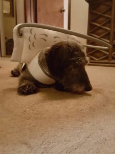 Little Man Blind Dachshund Schnauzer Halo