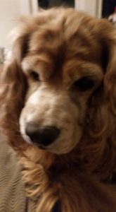 Marley Blind Cocker Spaniel Halo