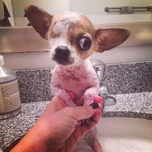 Mousey Blind Chihuahua Halo