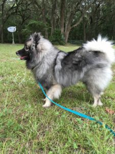 Niko Blind Keeshond Halo