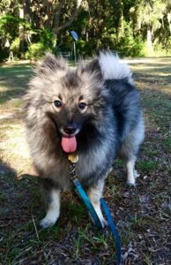 Niko Blind Keeshond Halo