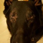 Panzer Blind German Shepard Halo