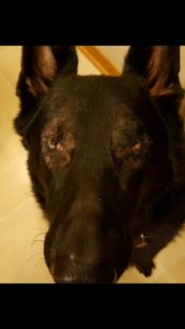 Panzer Blind German Shepard Halo