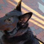 Panzer Blind German Shepard Halo