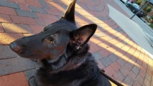 Panzer Blind German Shepard Halo
