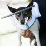Peaches Blind Jack Russell Halo