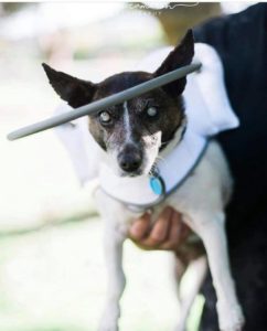 Peaches Blind Jack Russell Halo