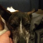 Peaches Blind Jack Russell Halo