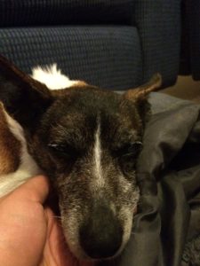 Peaches Blind Jack Russell Halo