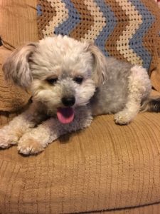 Reagan Blind Yorkiepoo Halo
