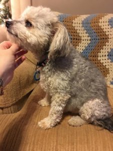 Reagan Blind Yorkiepoo Halo