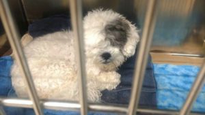 Riley Shih Tzu Halo