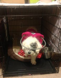 Riley Blind Shih Tzu Halo