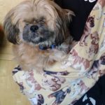 Marjan Blind Shih Tzu Halo