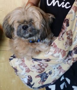Marjan Blind Shih Tzu Halo