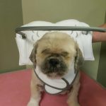 Marjan Blind Shih Tzu Halo