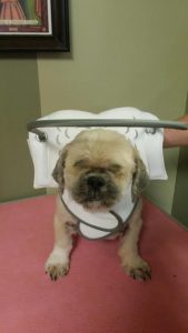 Marjan Blind Shih Tzu Halo