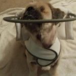 Marjan Blind Shih Tzu Halo