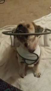 Marjan Blind Shih Tzu Halo