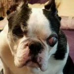 Rocky Boston Terrier Halo