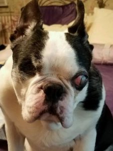 Rocky Boston Terrier Halo