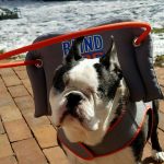 Rocky Boston Terrier Halo