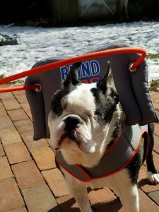Rocky Boston Terrier Halo