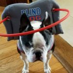 Rocky Blind Boston Terrier Halo