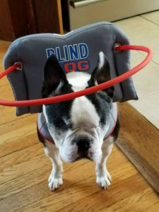 Rocky Blind Boston Terrier Halo