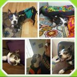 Egon Blind Boston Terrier Halo