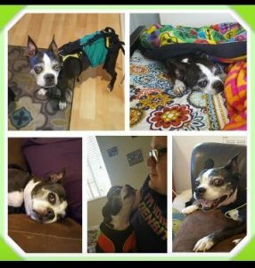 Egon Blind Boston Terrier Halo