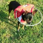 Jayden Blind Chihuahua Halo