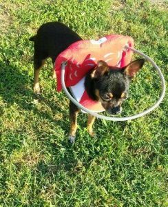 Jayden Blind Chihuahua Halo