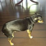 Jayden Blind Chihuahua Halo