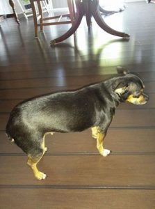 Jayden Blind Chihuahua Halo