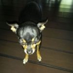 Jayden Blind Chihuahua Halo