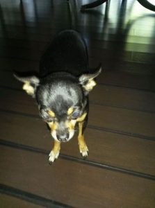 Jayden Blind Chihuahua Halo