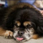 Judd Blind Peke Mix Halo