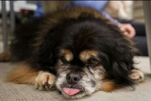 Judd Blind Peke Mix Halo