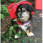 Judd Blind Peke Mix Halo