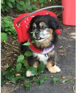 Judd Blind Peke Mix Halo