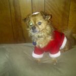 Blind Chi/Pom detatched retnas