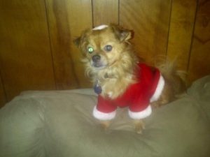 Blind Chi/Pom detatched retnas