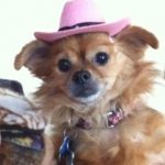 Blind Chi/Pom halo bumper