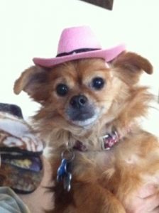 Blind Chi/Pom halo bumper