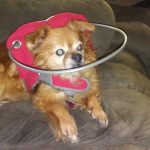 Itty Bitty Blind Chi/Pom bumper
