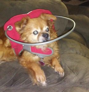 Itty Bitty Blind Chi/Pom bumper