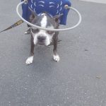 Angel Egon Blind Boston Terrier Halo
